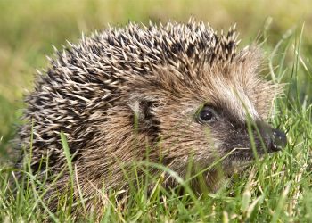 Guía de herramientas básicas para estudiantes: 31 app y webs imprescindibles para ayudarte en los estudios.