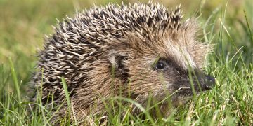 Guía de herramientas básicas para estudiantes: 31 app y webs imprescindibles para ayudarte en los estudios.