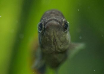 Pez Tequila: el curioso caso del pez “extinto” que volvió a la vida en los ríos de México