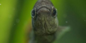 Pez Tequila: el curioso caso del pez “extinto” que volvió a la vida en los ríos de México