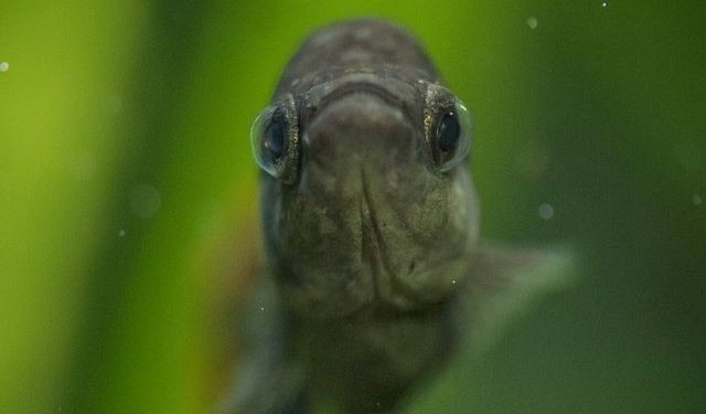 Pez Tequila: el curioso caso del pez “extinto” que volvió a la vida en los ríos de México