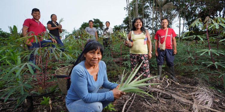 Política nativa promueve participación de mujeres indígenas del río Mirití Paraná